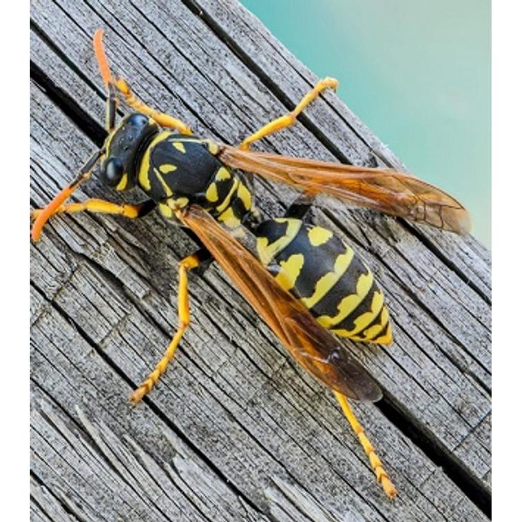 Weitech Hyönteiskarkotin 870019