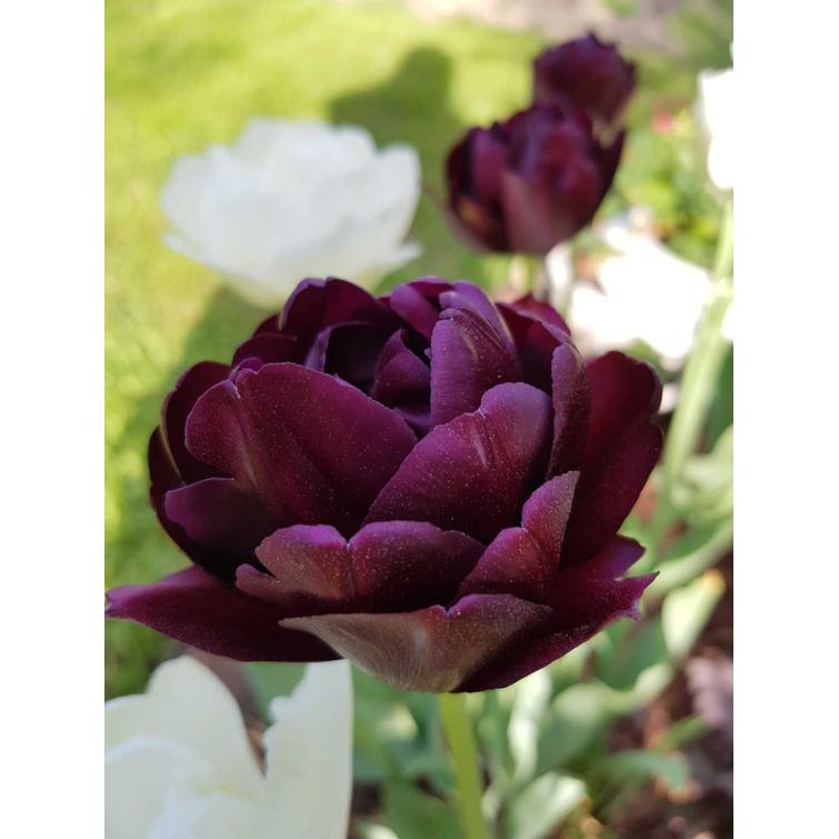 TULPPAANI 'BLACK HERO' KERR. 12/+, 10 KP 713725