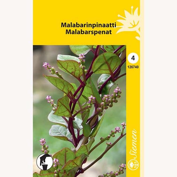 MALABARINPINAATTI 41864890