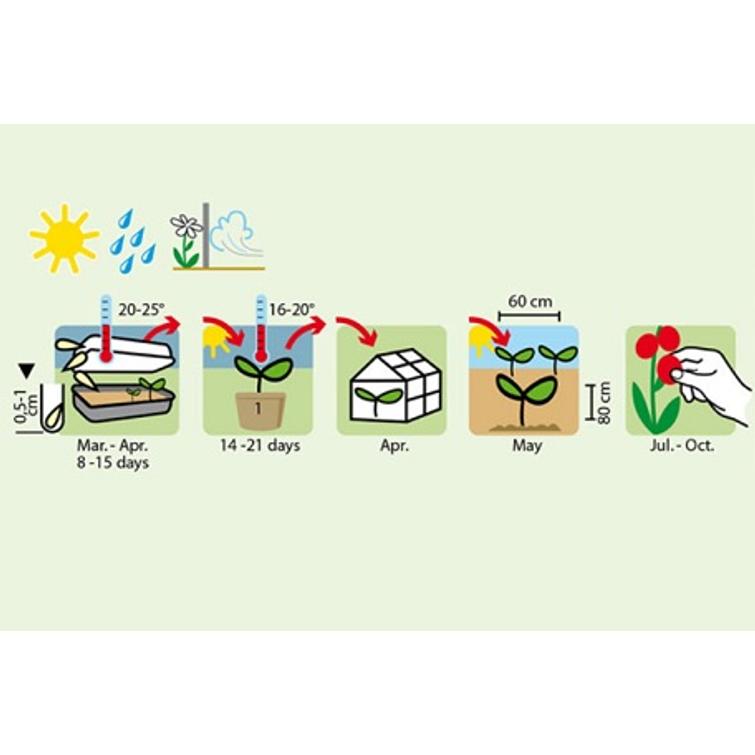 TOMAATTI GOLDENE KÖNIGIN 1336