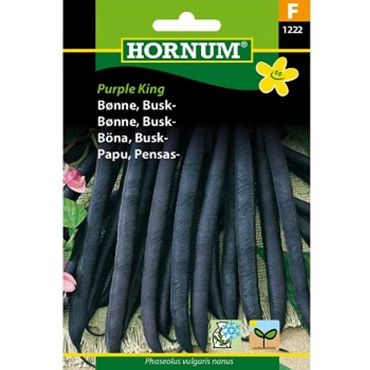 PENSASPAPU PURPLE KING 1222