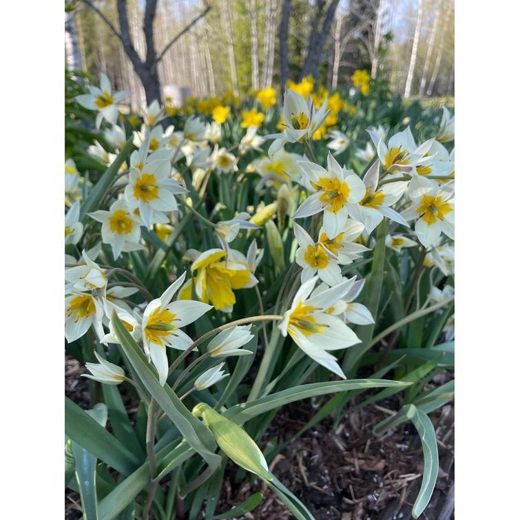 TULPPAANI TURKESTANICA MISCELLANEOUS 7/8 764826