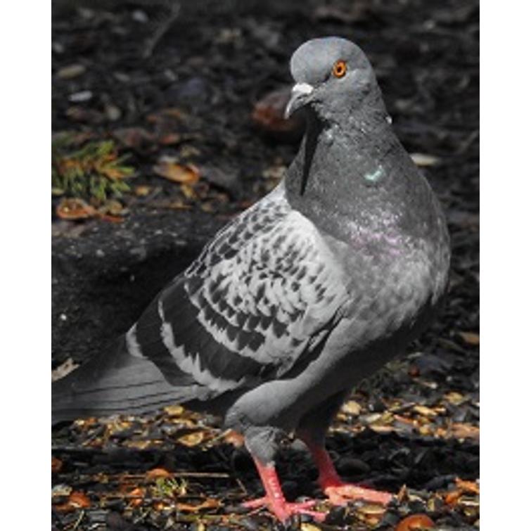 Weitech Lintukarkotin 870017