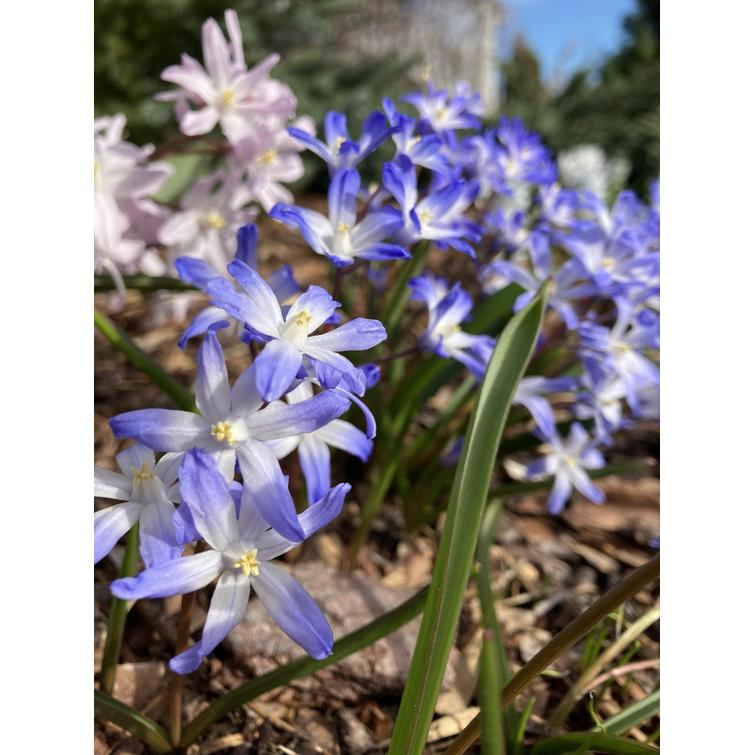 KIRJOKEVÄTTÄHTI 10KPL, CHIONODOXA FORBES 504958