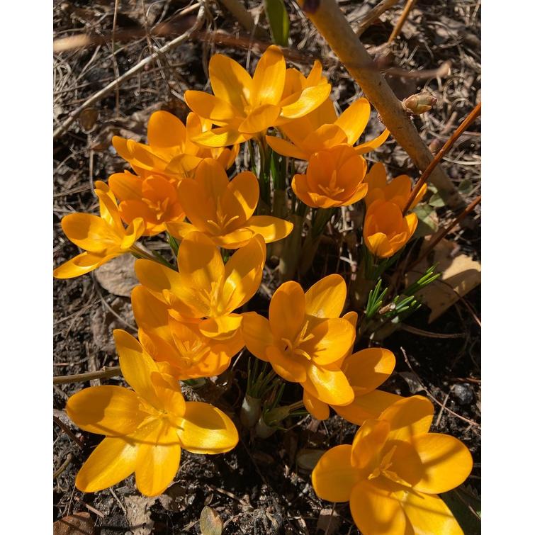 CROCUS VERNUS YELLOW 10/+, 10 KPL 510126