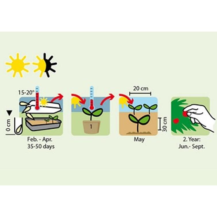 KUUKAUSIMANSIKKA MONATSBOWLENZAUBER 1262