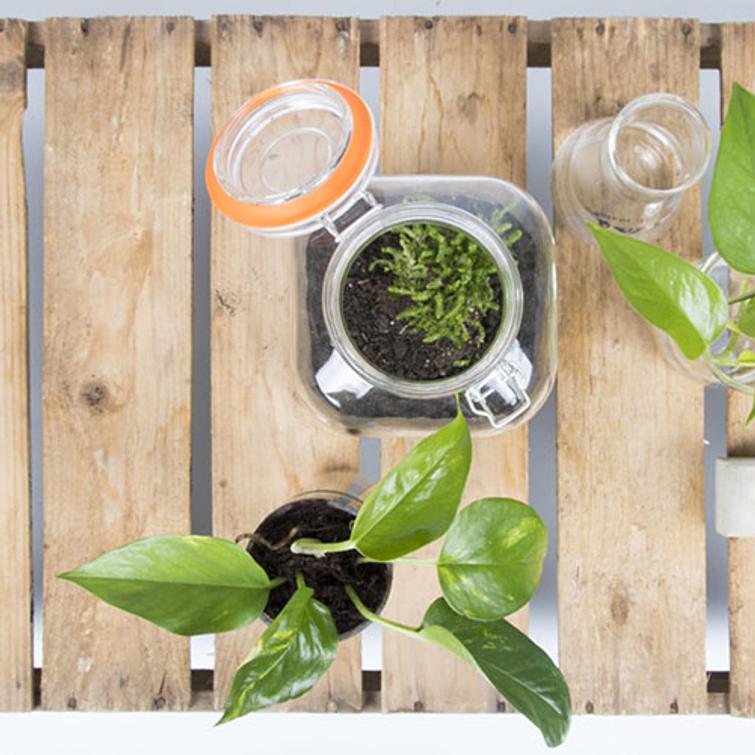 ITSEKASTELEVA JUURRUTUSPULLO AGG46