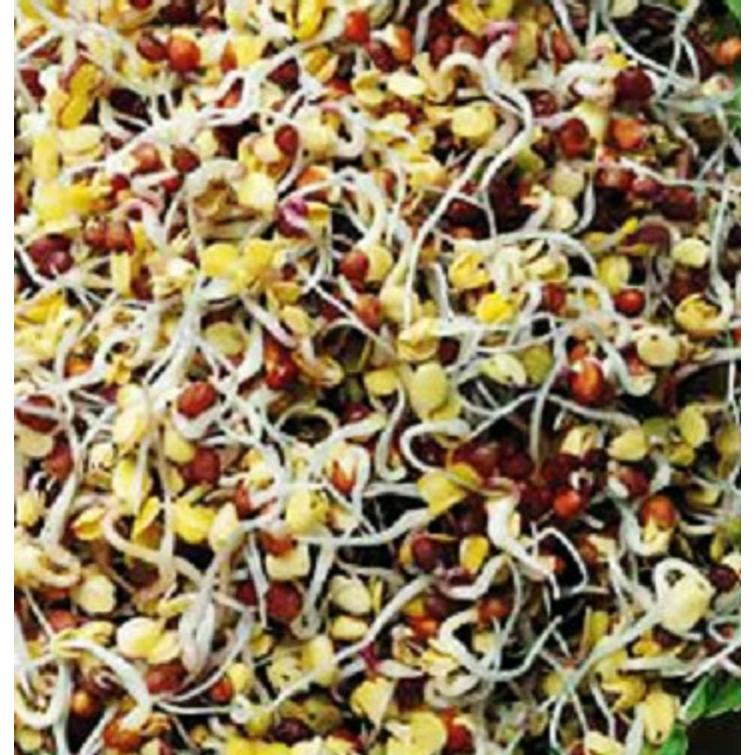 RETIISI-IDUT RADIES RAXE 1329