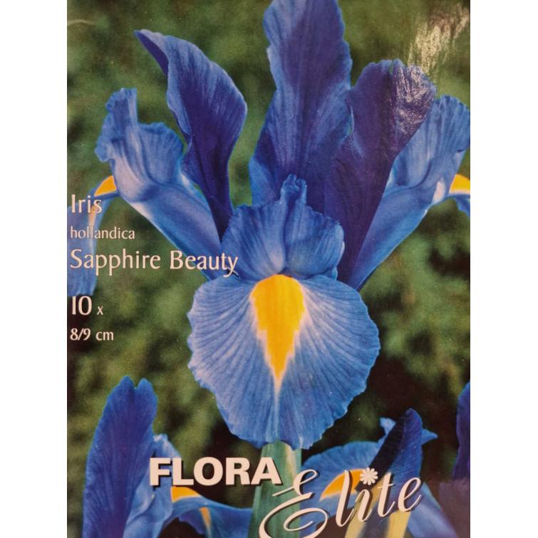 IRIS HOLLANDICA SAPPHIRE BEAUTY 8/9, 10 817601
