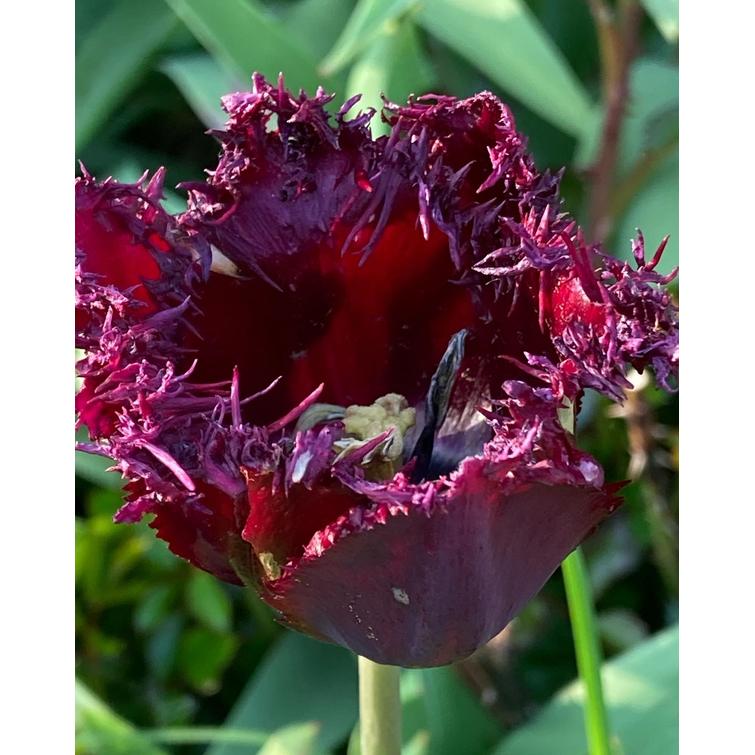 TULPPAANI 'PURPLE CRYSTAL' RIPSUR. 12/+, 747577