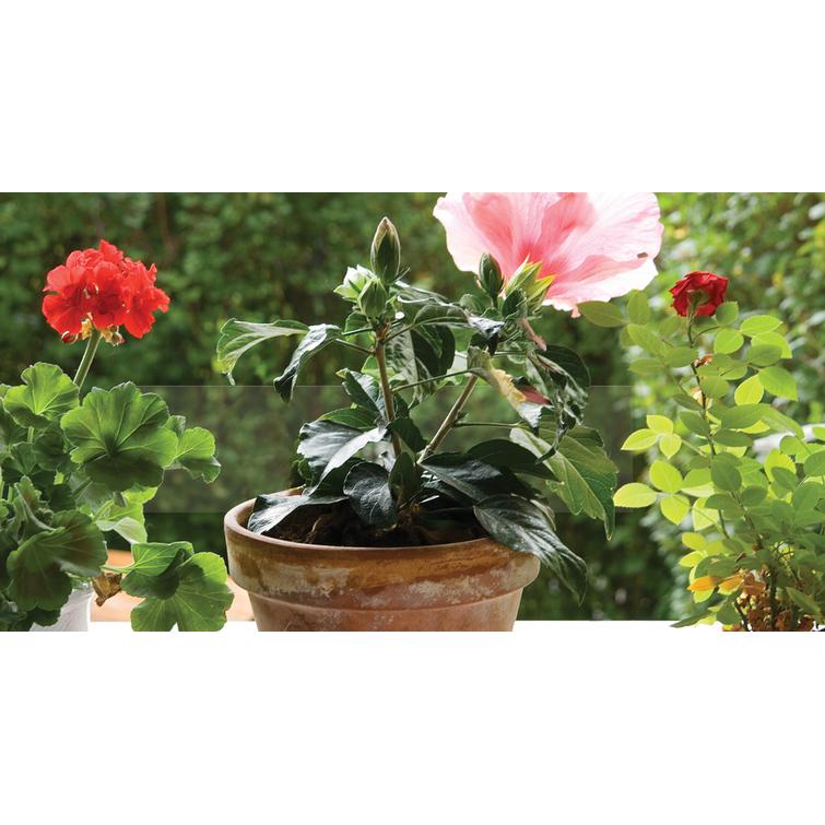 NELSON GARDEN KÄRPÄSANSA IKKUNAAN 8650