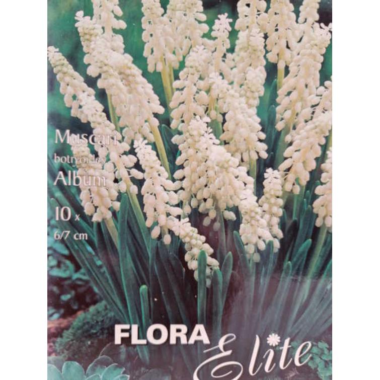 MUSCARI BOTRYOIDES ALBUM 6/7, 10 KPL/PSS 478802