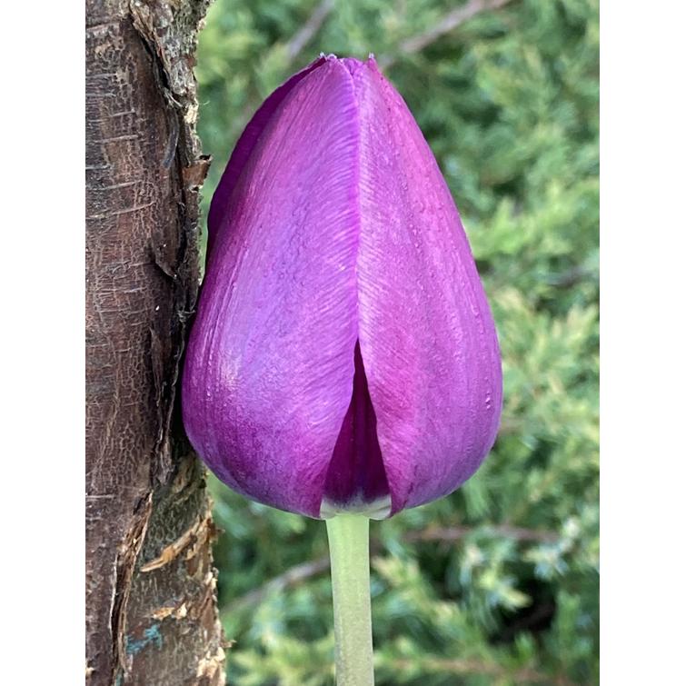 TULPPAANI 'PASSIO GLOSSY' TRIUMPH 11/12, 805253