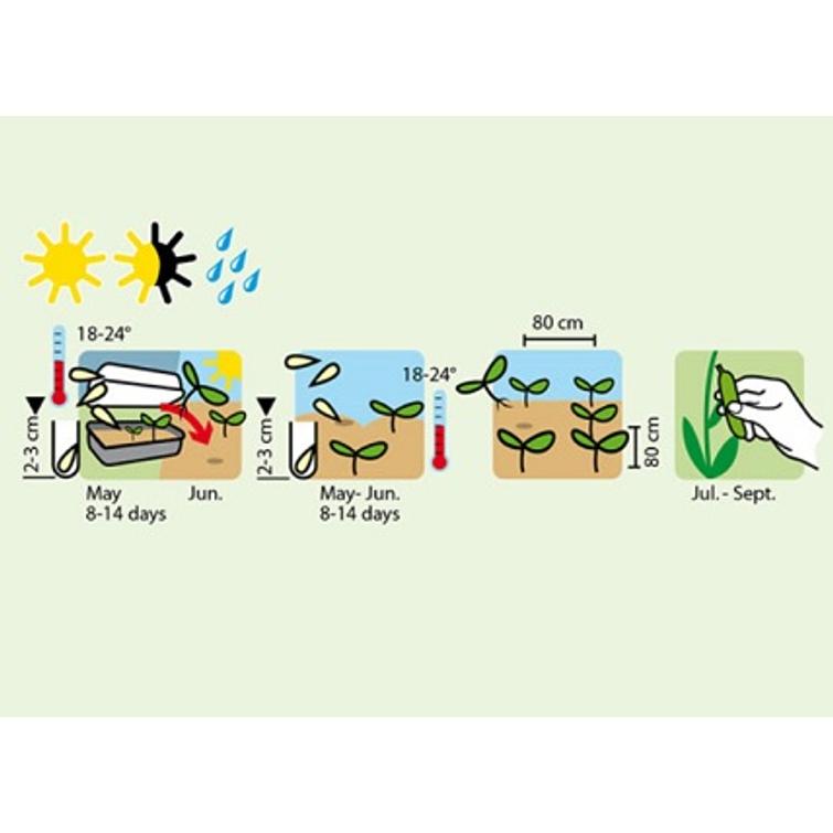 KESÄKURPITSA GOLD RUSH F1