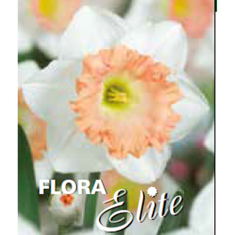 NARSISSI 'BRITISH GAMBLE' 14/16, 10 KPL 583045