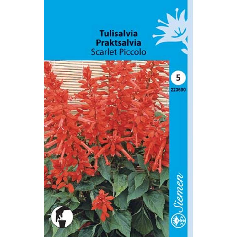 TULISALVIA SCARLET PICCOLO 223600