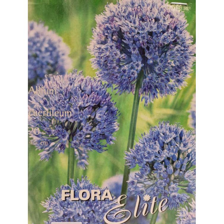 ALLIUM CAERULEUM 4/+, 20 KPL/PSS, SINILA 785924