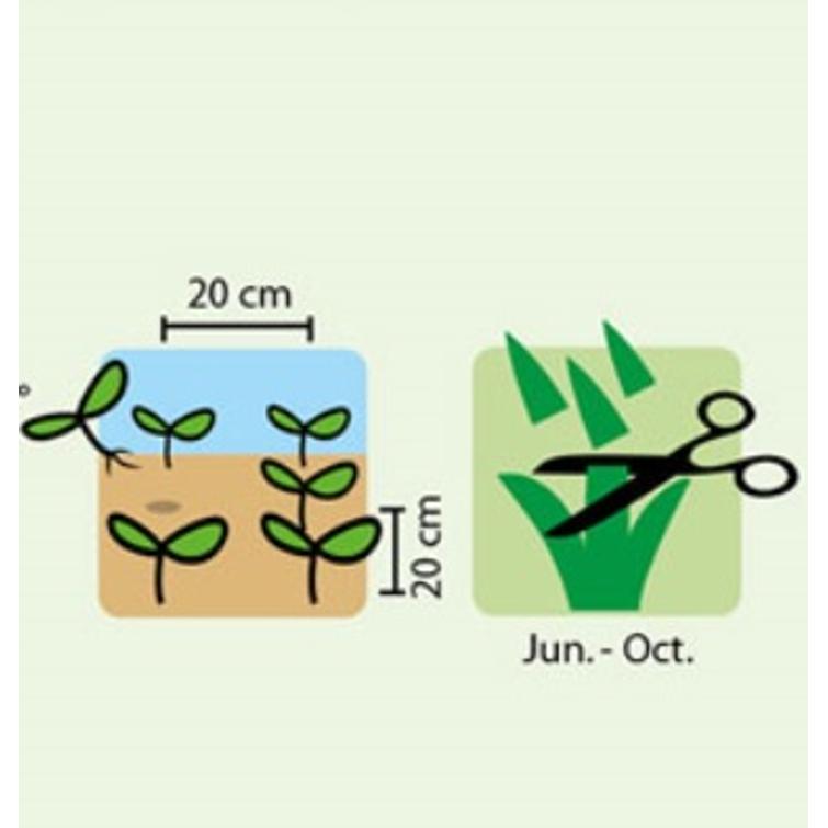 SAMETTIKUKKA- K&Auml;&Auml;PI&Ouml;, APPELSIINI ORANGE 1137