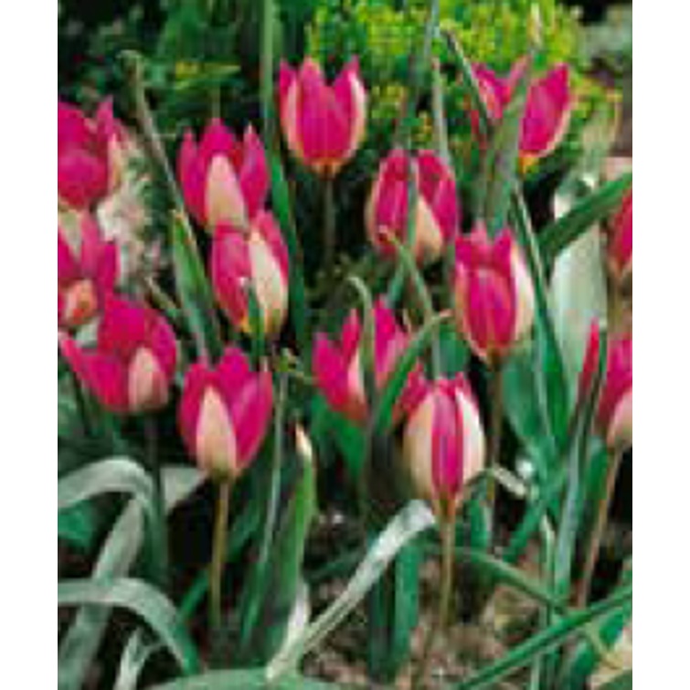 TULPPAANI HUMILIS 'PERSIAN PEARL' MISCEL 762648