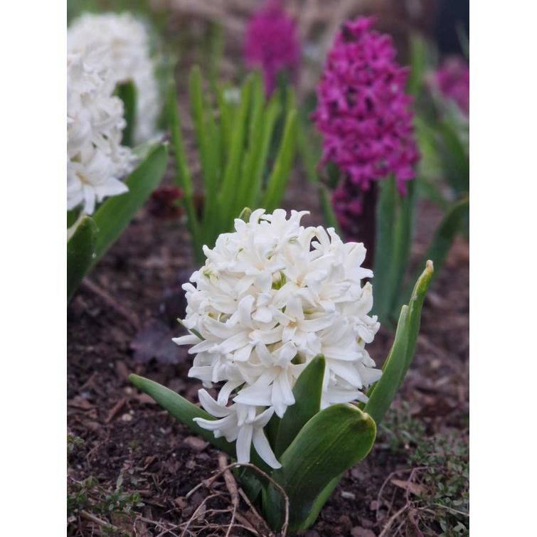 HYASINTTI 'AIOLOS' 18/19, 1KPL 545043