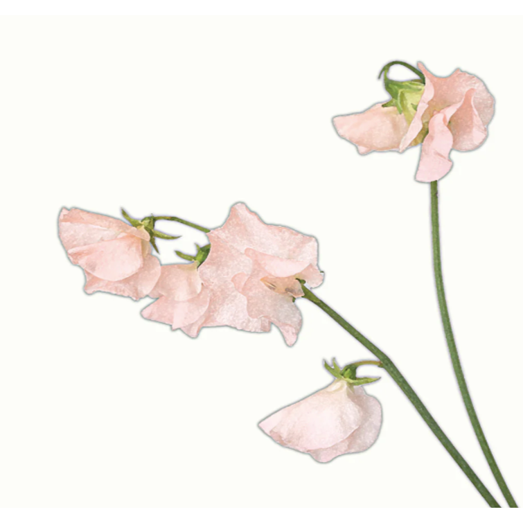 TUOKSUHERNE SPRING CHAMPAGNE 1121082