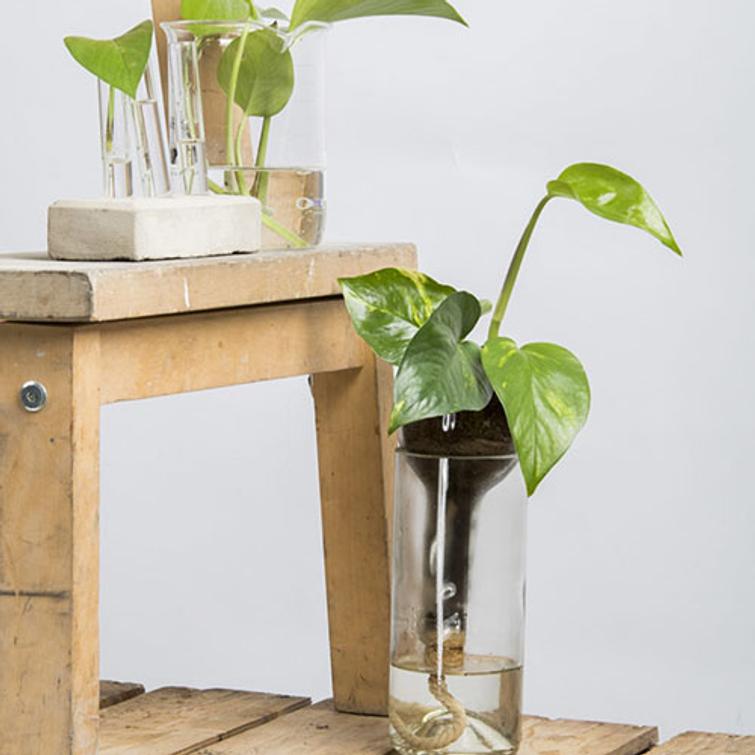 ITSEKASTELEVA JUURRUTUSPULLO AGG46