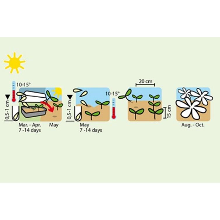 PIONIASTERI LAJITELMA, PINK CASCADE 1824
