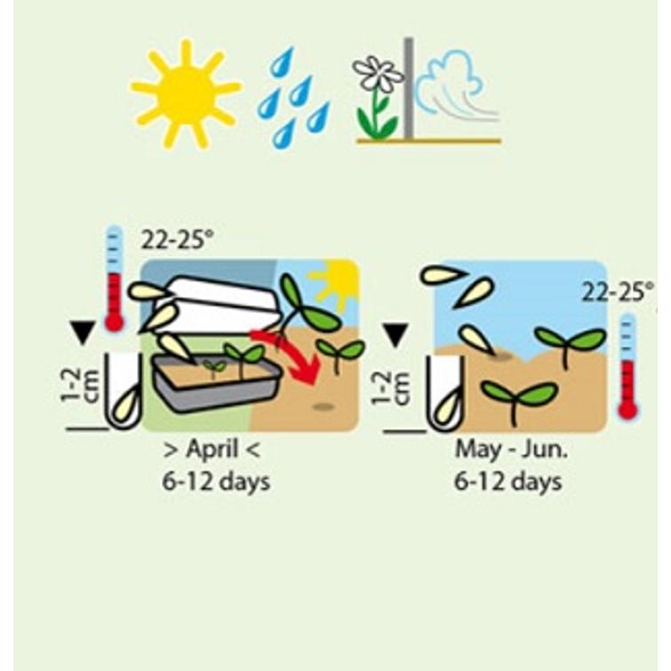 AVOMAANKURKKU VORGEBIRGSTRAUBEN, SÄILÖNT 1203-1