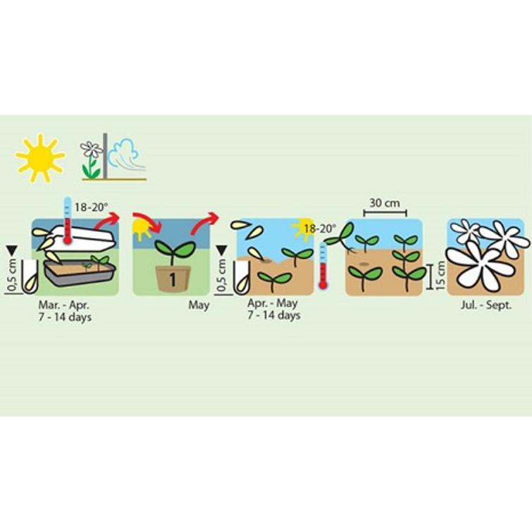 ISOSILKKIKUKKA SEOS 1825