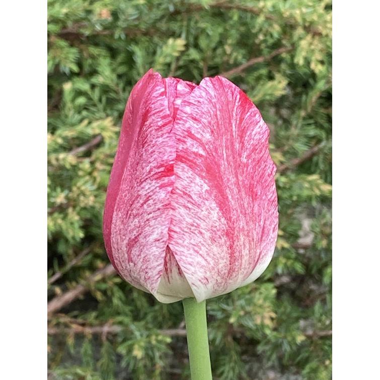 TULPPAANI 'FLAMING PURISSIMA' TULI- 11/1 726633