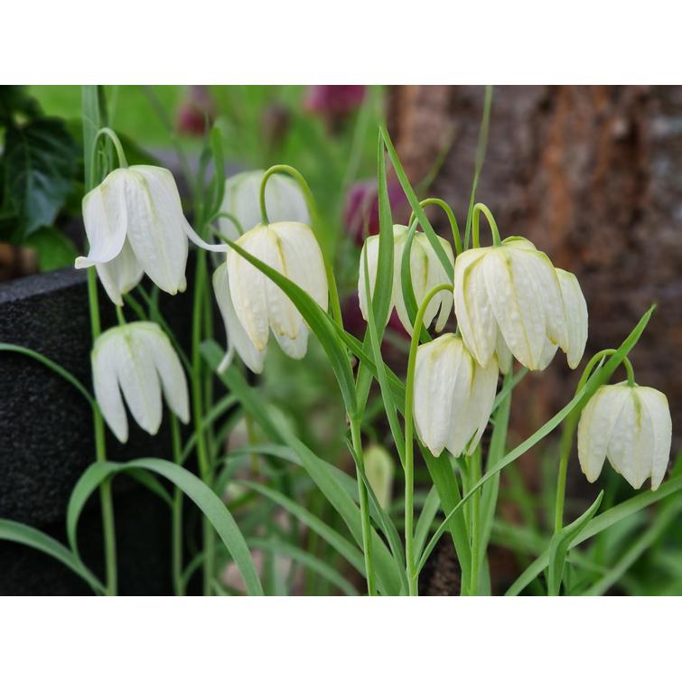 KIRJOPIKARILILJA 'ALBA' 5/6, 10 KPL, FRI 512403