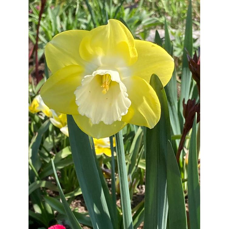 NARSISSI ' LEMON SHAKE' 12/14, 10 KPL 800623