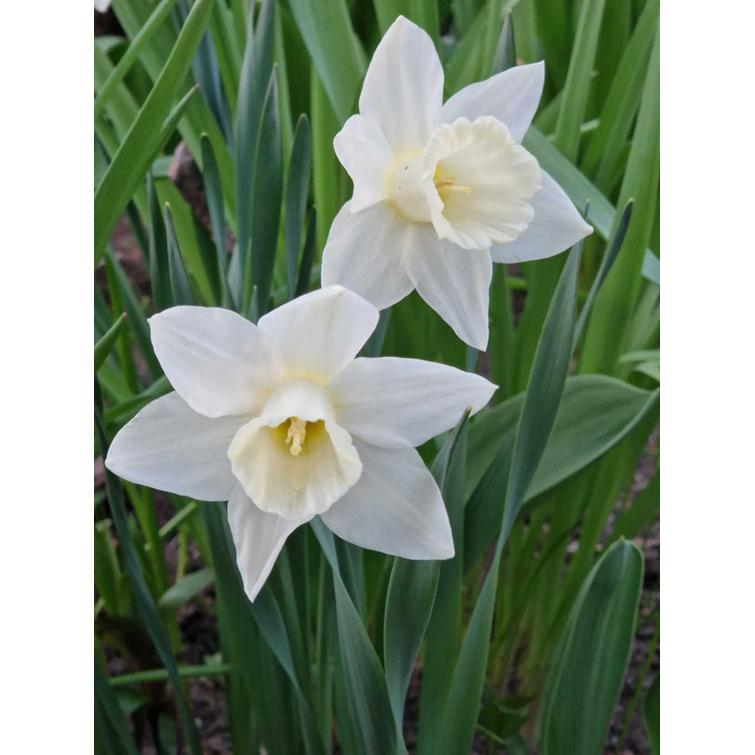 NARSISSI 'MOUNT HOOD' 16/+, 10 KPL 590173