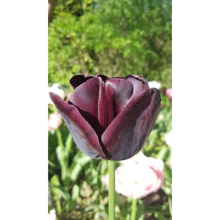 TULPPAANI 'PAUL SCHERER' TRUMPH 12/+, 10 744675