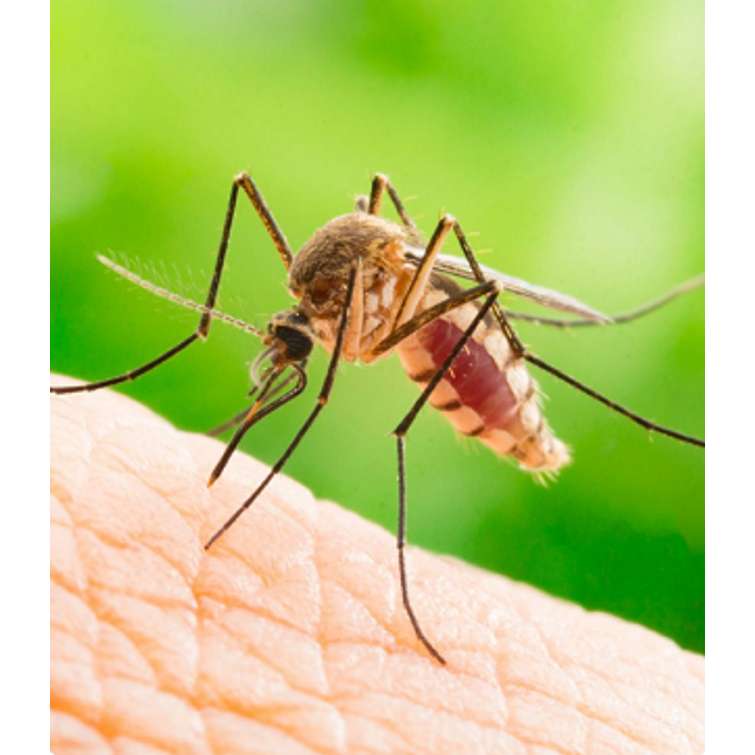 Weitech Hyönteiskarkotin 870019