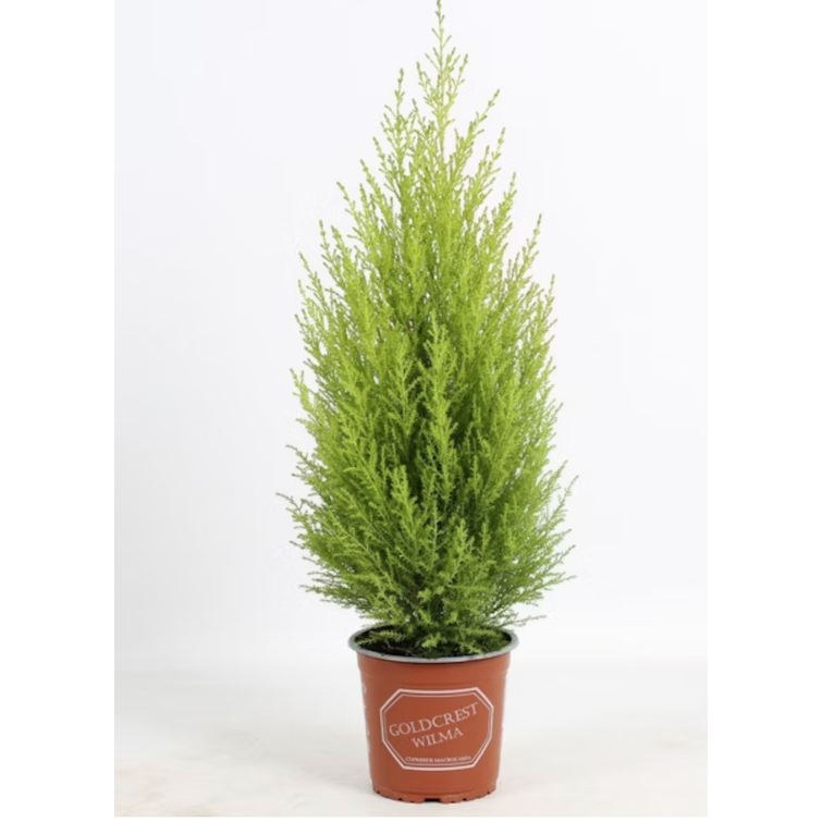 WILMA SYPRESSI 14CM RUNKO + PALLO 8717746104535