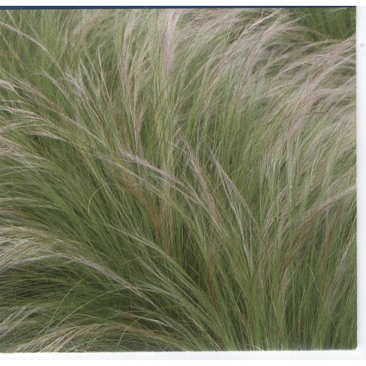 BUZZY HENTOHÖYHENHEINÄ PONY TAILS, SIEME 983080