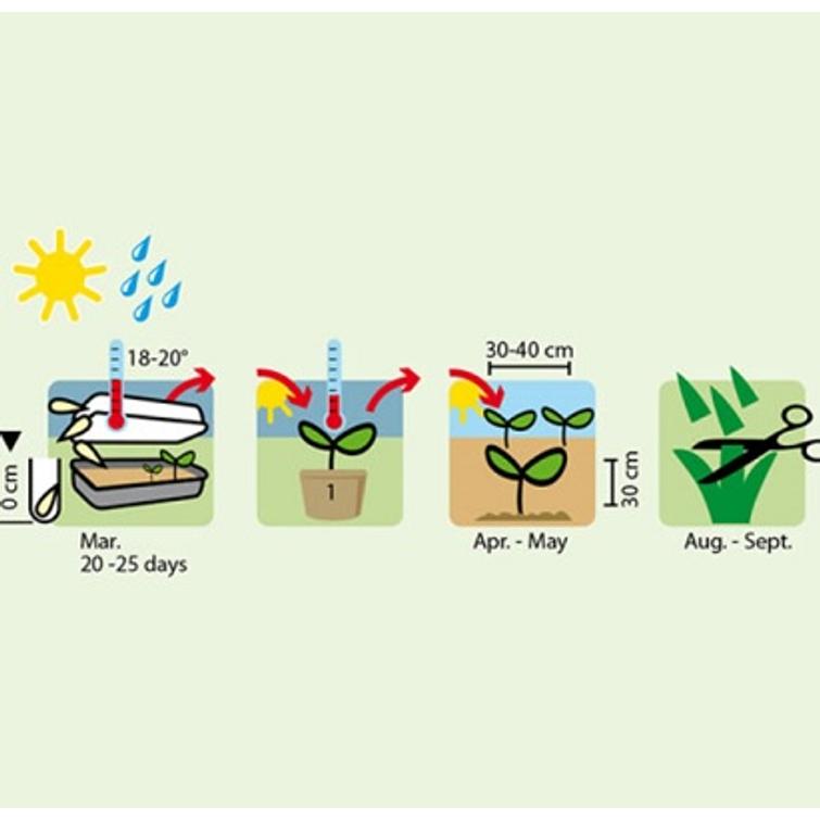 LEHTISELLERI TALL UTAH 52/70 1321