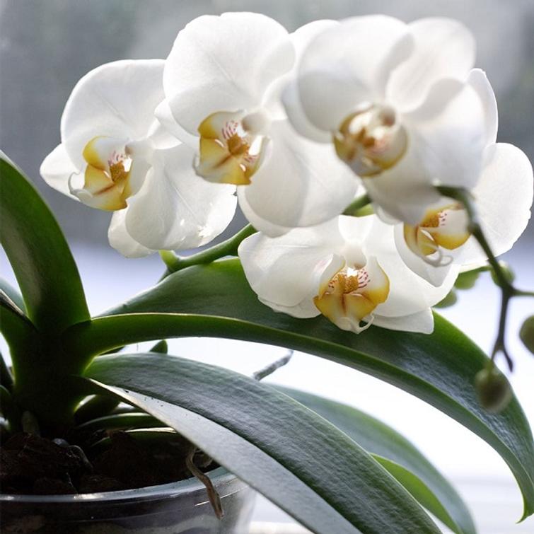 ORKIDEARAVINNE 500 ML KEKKILÄ 61022