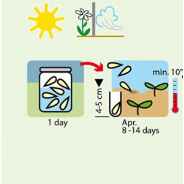 HÄRKÄPAPU DREIFACH WEISSE 1232