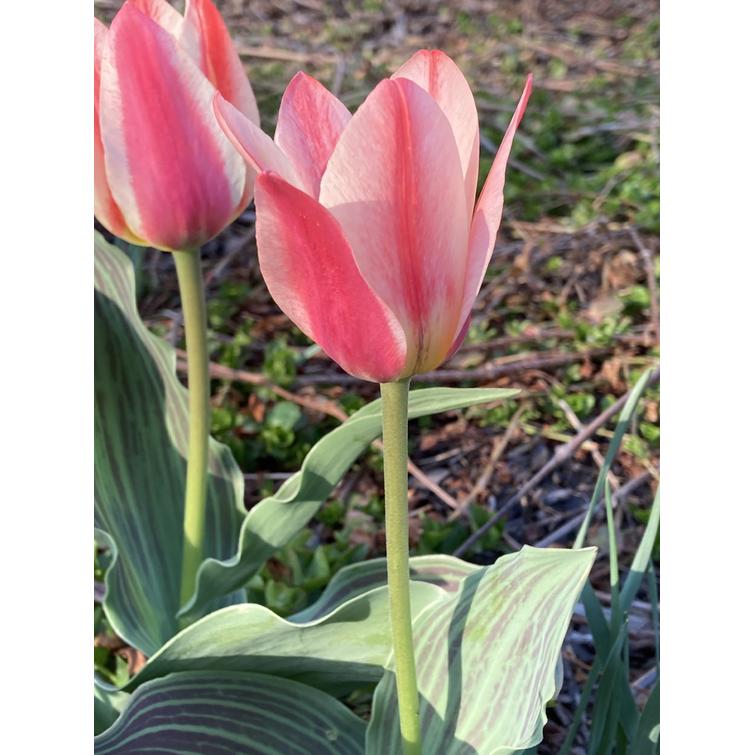 TULPPAANI 'HEART'S DELIGHT' LUMME- 11/12 731231