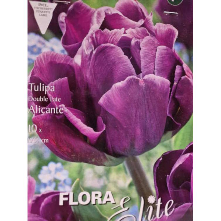 TULPPAANI 'ALICANTE' KERR. 11/12, 10 KPL 805530
