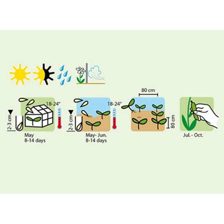 KESÄKURPITSA BLACK BEAUTY 1332