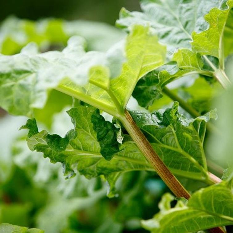 Etupyörä 19-622 Acera Alex X2100