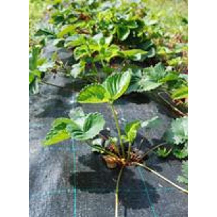 Tarha Mansikka- / katekangas 20 m2, 4x5 90747