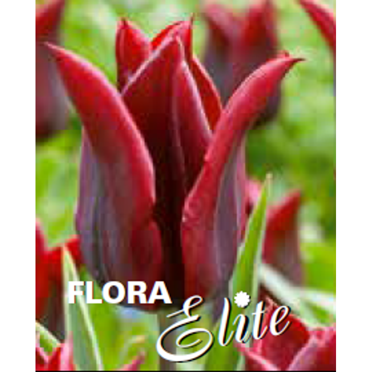 TULPPAANI 'LASTING LOVE' LILJAK. 12/+, 1 736144