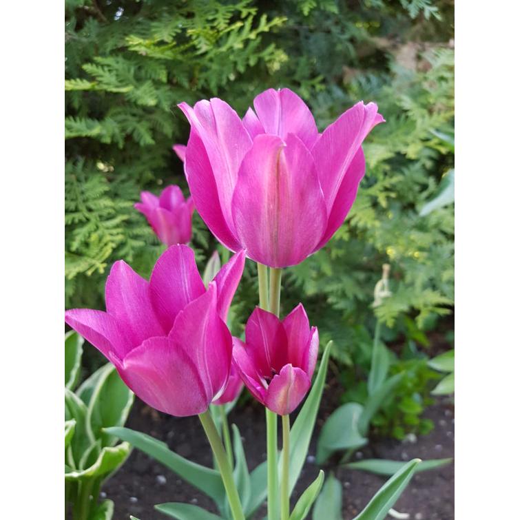 TULPPAANI 'NIGHT CLUB' MYÖH. 12/+, 10 KP 741933