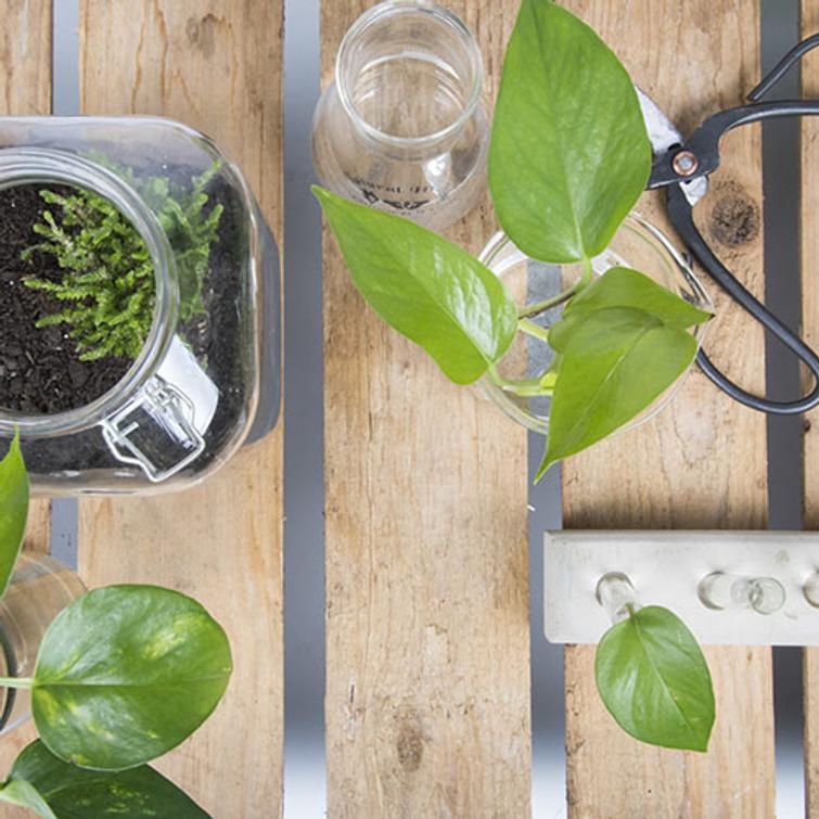 ITSEKASTELEVA JUURRUTUSPULLO AGG46