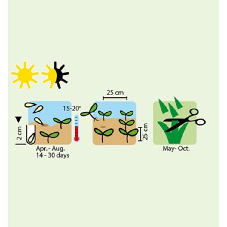 LEHTISALAATTI LAJITELMA ASIA SPICY GREEN 1301