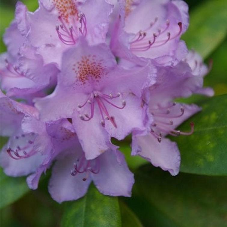 HAVU- JA RODOLANNOITE 800 G KEKKILÄ 62087